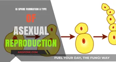 Is Spore Formation Asexual Reproduction? Unraveling the Biological Process
