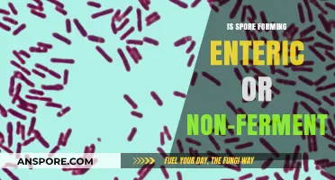 Spore-Forming Bacteria: Enteric or Non-Fermenting? Unraveling the Classification