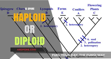 Understanding Spore Ploidy: Haploid or Diploid in Fungi and Plants