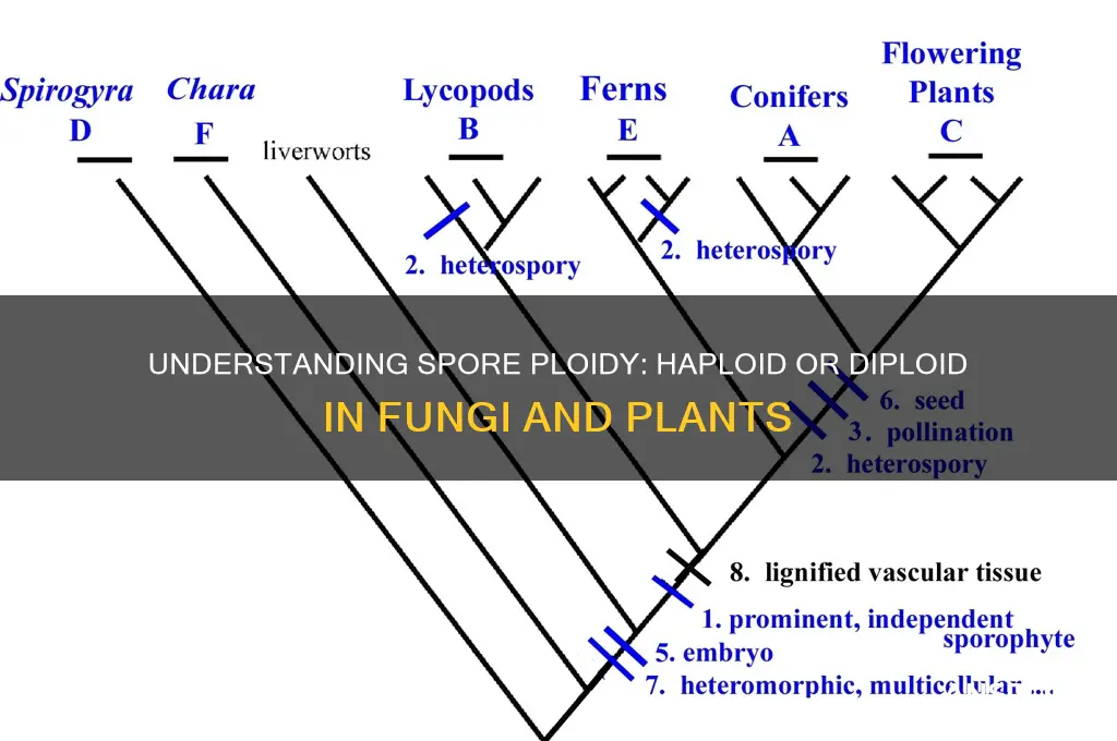 is spore haploid or diploid