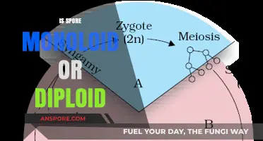 Understanding Spore Ploidy: Monoploid or Diploid in Fungal Life Cycles