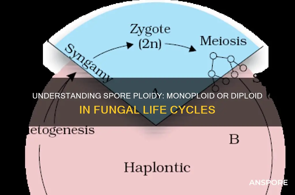 is spore monoloid or diploid