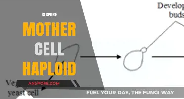 Understanding Spore Mother Cells: Are They Haploid or Diploid?