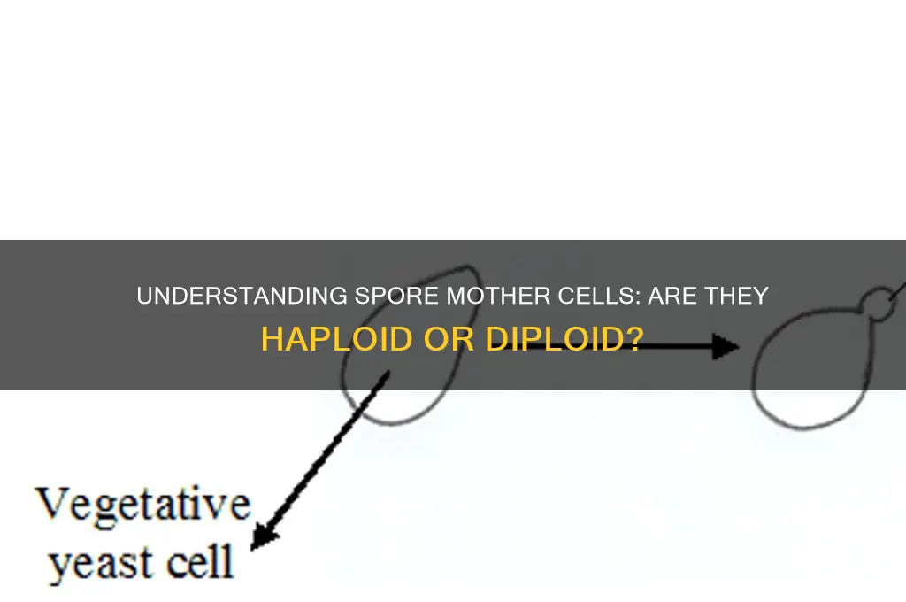 is spore mother cell haploid