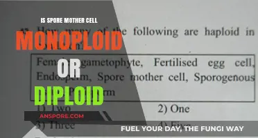 Understanding Spore Mother Cell Ploidy: Monoploid or Diploid Explained