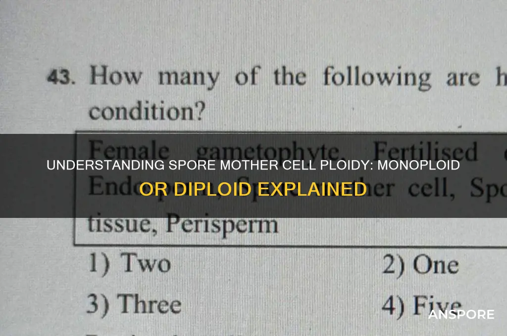 is spore mother cell monoploid or diploid