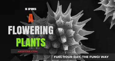 Are Spores Flowering Plants? Unraveling the Botanical Mystery