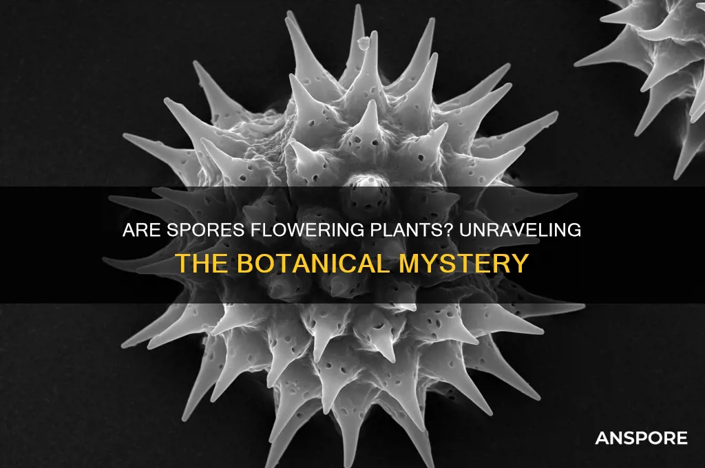 is spores a flowering plants