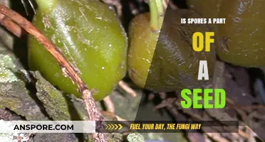 Are Spores Part of Seeds? Unraveling Plant Reproduction Mysteries