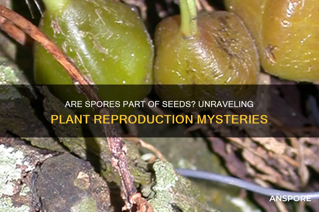 is spores a part of a seed