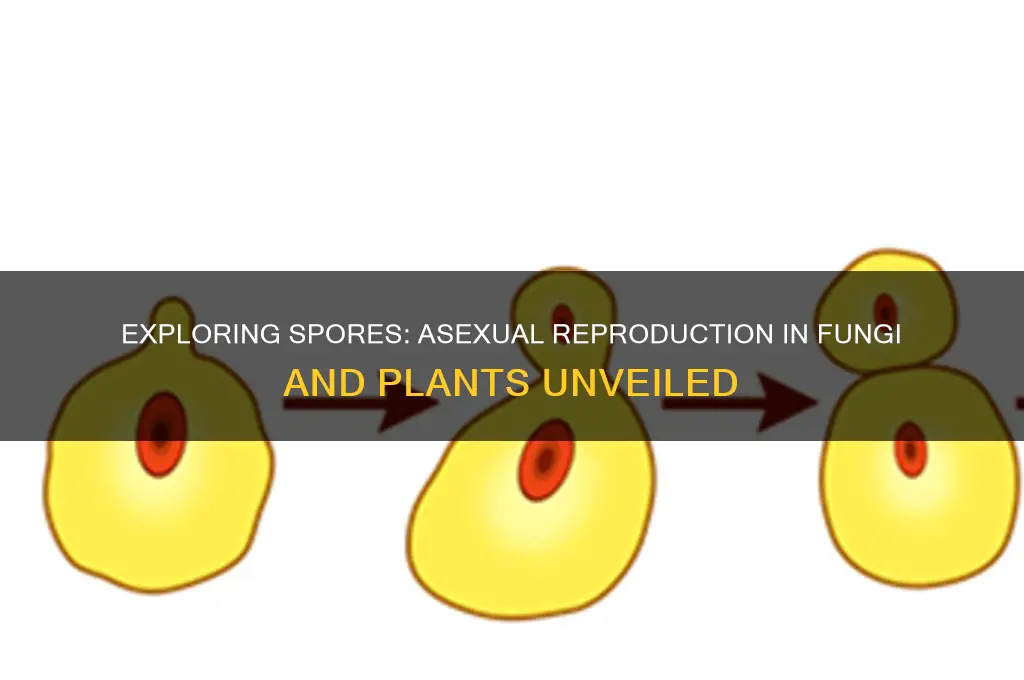 is spores asexual reproduction