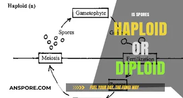 Understanding Spores: Haploid or Diploid? A Comprehensive Explanation