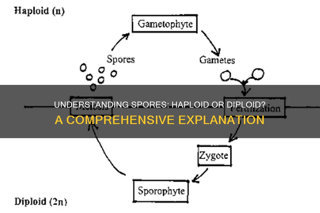 is spores haploid or diploid