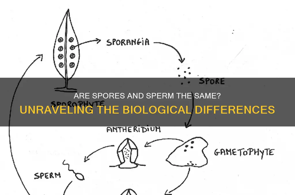 is spores the same sperm