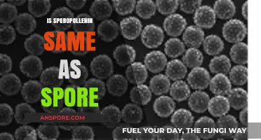 Understanding Sporopollenin: Is It the Same as a Spore?