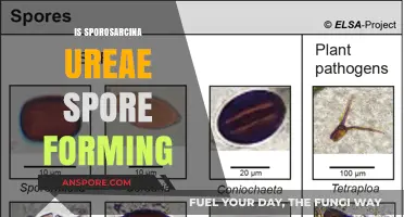 Exploring Sporosarcina Ureae: Does This Bacterium Form Spores?