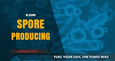 Does Staph Produce Spores? Unraveling the Truth About Staphylococcus