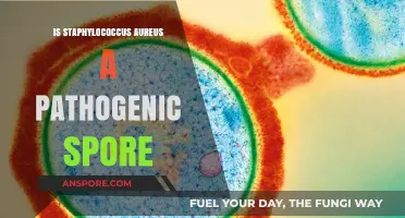 Is Staphylococcus Aureus a Pathogenic Spore? Unraveling the Truth