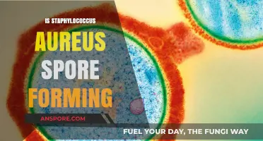 Does Staphylococcus Aureus Form Spores? Unraveling the Bacterial Mystery