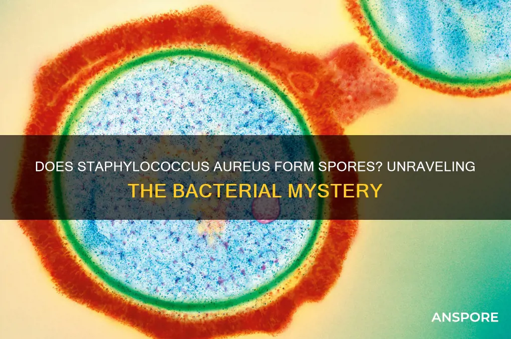 is staphylococcus aureus spore forming