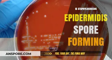 Does Staphylococcus Epidermidis Form Spores? Unraveling the Truth