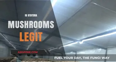 Statera Mushrooms: Legit or a Scam?