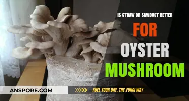 Straw vs. Sawdust: Which Substrate Grows Oyster Mushrooms Best?