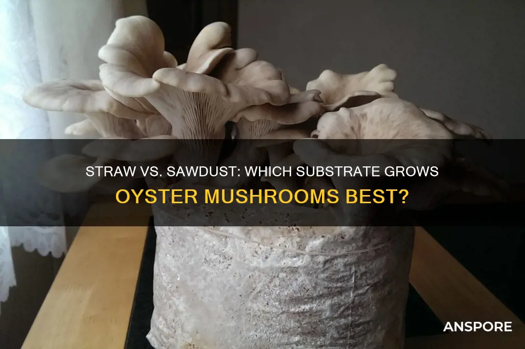 is straw or sawdust better for oyster mushrooms