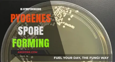 Streptococcus Pyogenes: Spore-Forming Capabilities Explained and Debunked