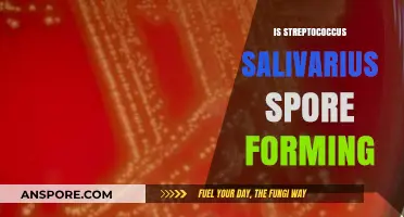 Streptococcus Salivarius: Spore-Forming Capabilities Explained and Debunked