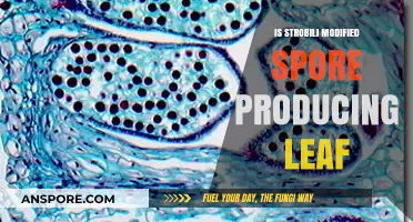 Are Strobili Modified Spore-Producing Leaves? Exploring Plant Structures