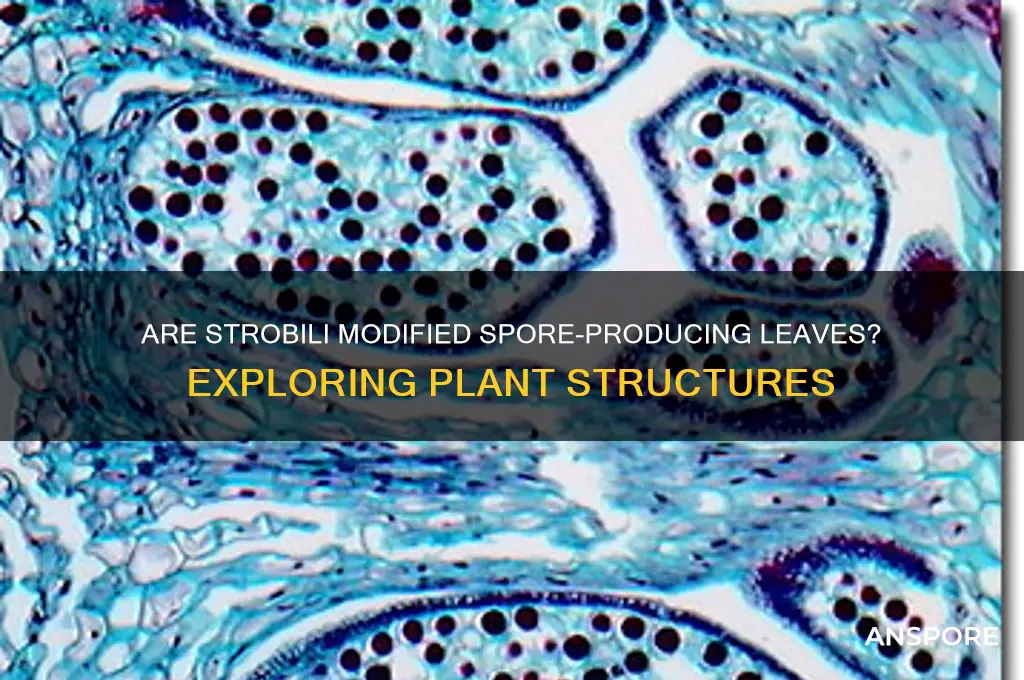 is strobili modified spore producing leaf
