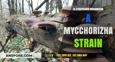 Stropharia Mushroom: Exploring Its Mycorrhizal Strain Potential and Benefits