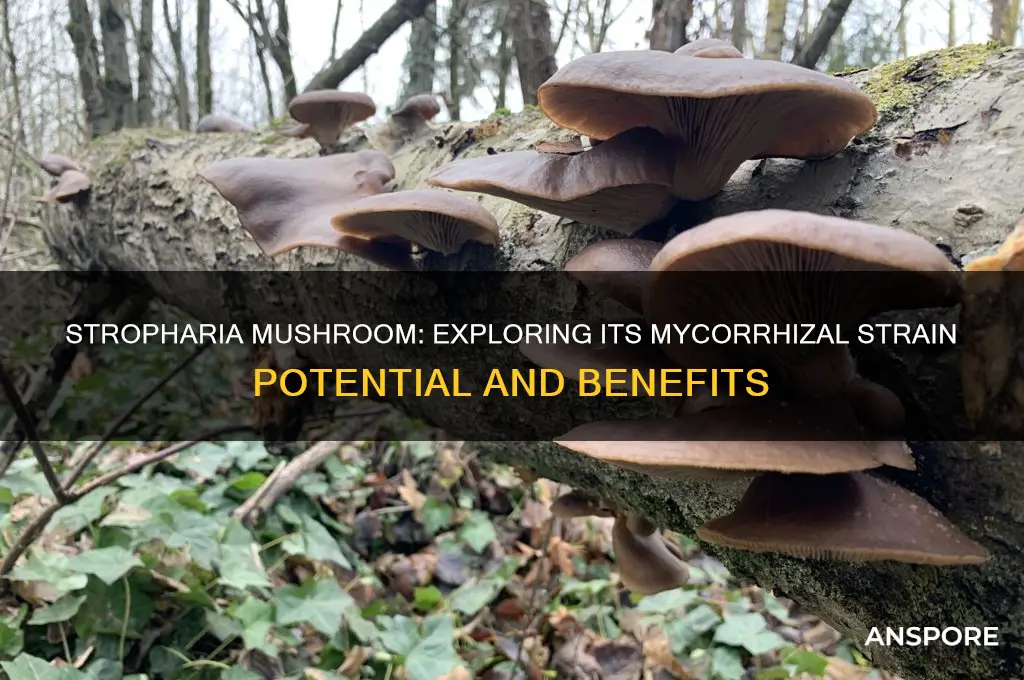 is stropharia mushroom a mycchorizhal strain
