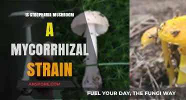 Stropharia Mushroom: Exploring Its Mycorrhizal Nature and Ecological Role