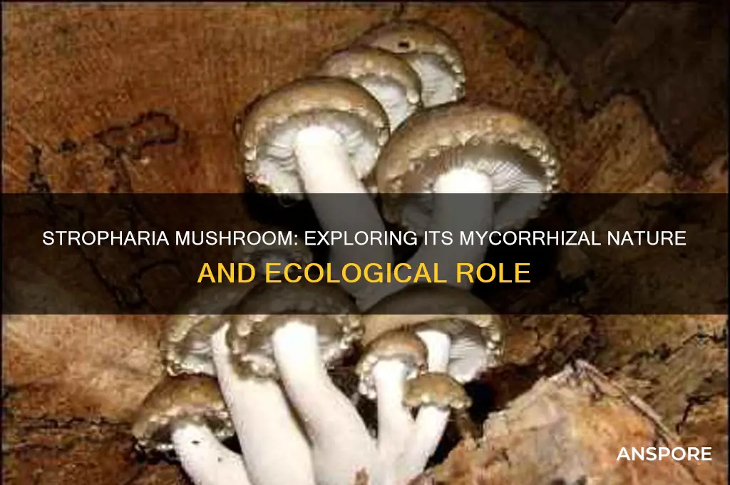 is stropharia mushroom a mycorrhizal strain