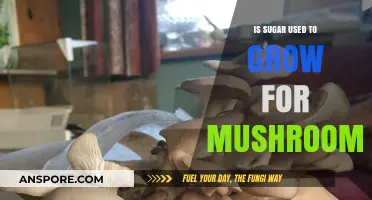 Can Sugar Be Used to Grow Mushrooms? Exploring Substrate Options