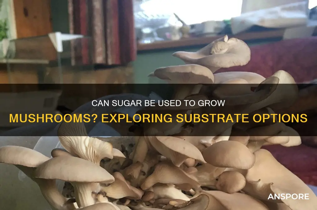 is sugar used to grow for mushrooms