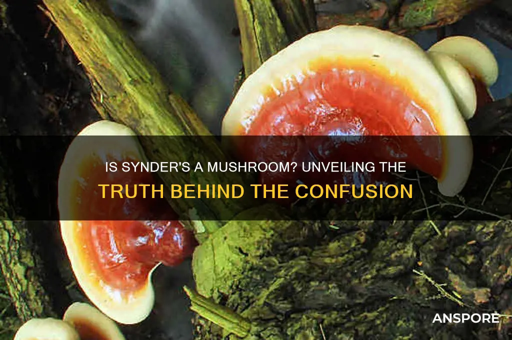 is synders a form of mushroom