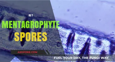 Understanding T. Mentagrophytes Spores: Risks, Transmission, and Prevention Tips