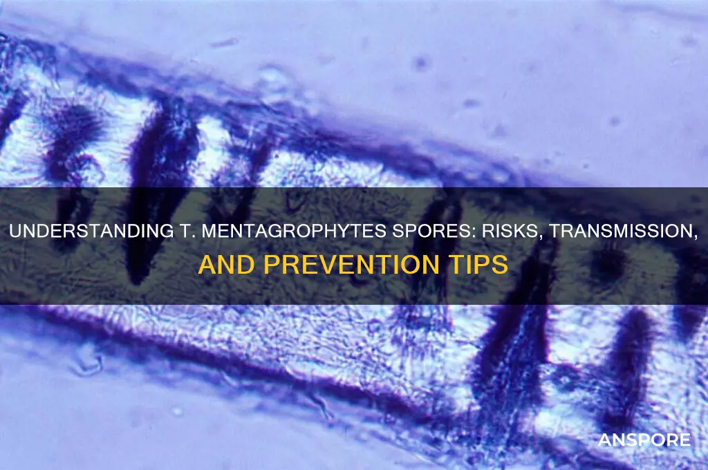 is t mentagrophyte spores