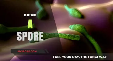 Tetanus: Understanding the Role of Spores in This Deadly Bacteria