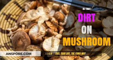 How to Clean Mushrooms: Dirt or Not?