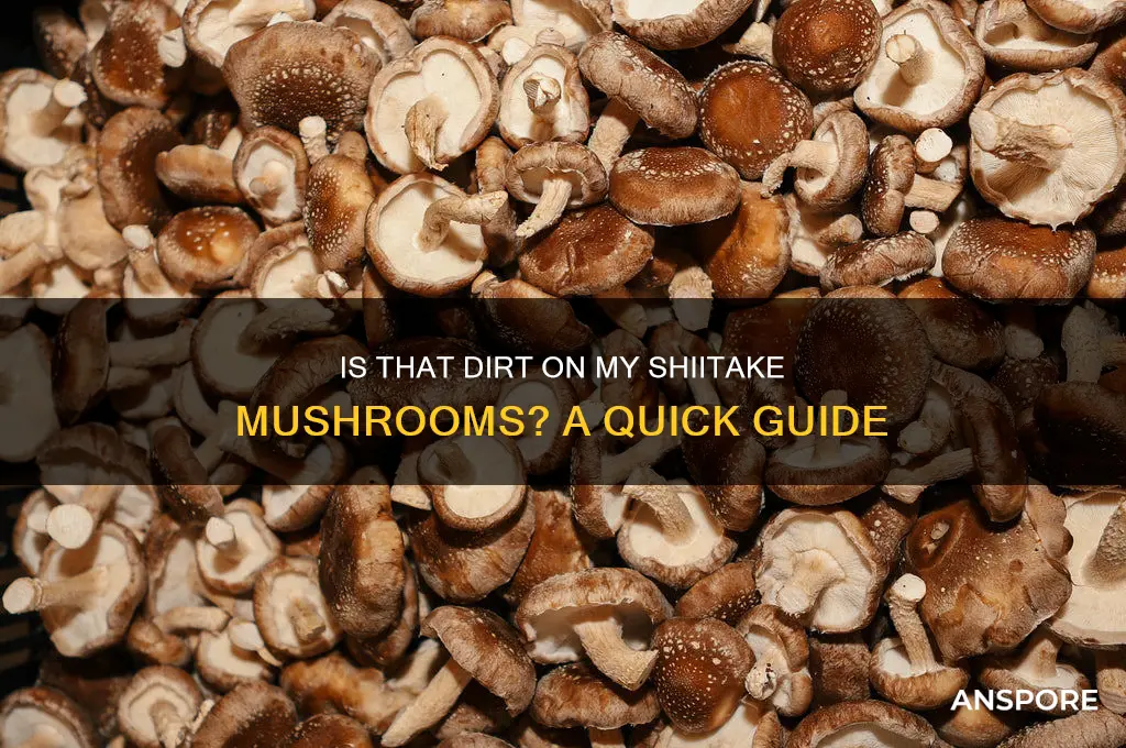 is that dirt on my shiitake mushrooms