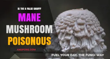 False Shaggy Mane Mushroom: Is It Poisonous or Safe to Eat?