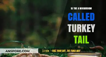 Turkey Tail Mushroom: Unveiling the Truth About This Unique Fungus