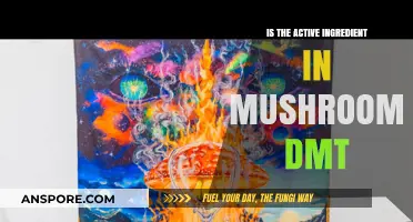 Exploring Mushrooms: Is DMT the Active Ingredient?