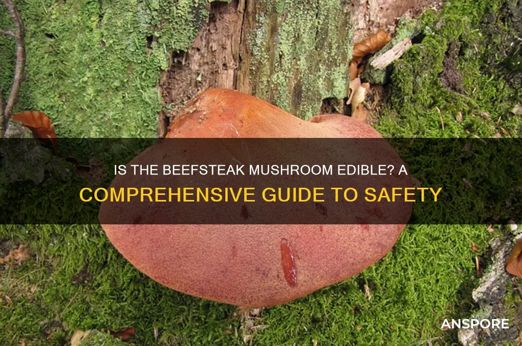 is the beefsteak mushroom edible
