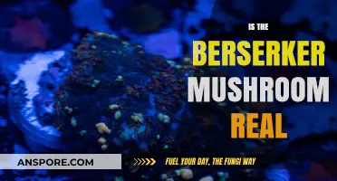 Berserker Mushroom: Myth or Reality?