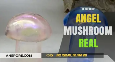 Unveiling the Mystery: Is the Blue Angel Mushroom Real?